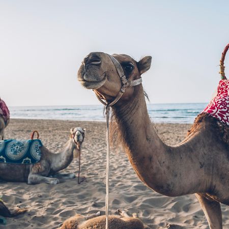 伊波罗之星度假酒店 Saïdia 外观 照片 Arabian camels on the beach in Agadir, Morocco