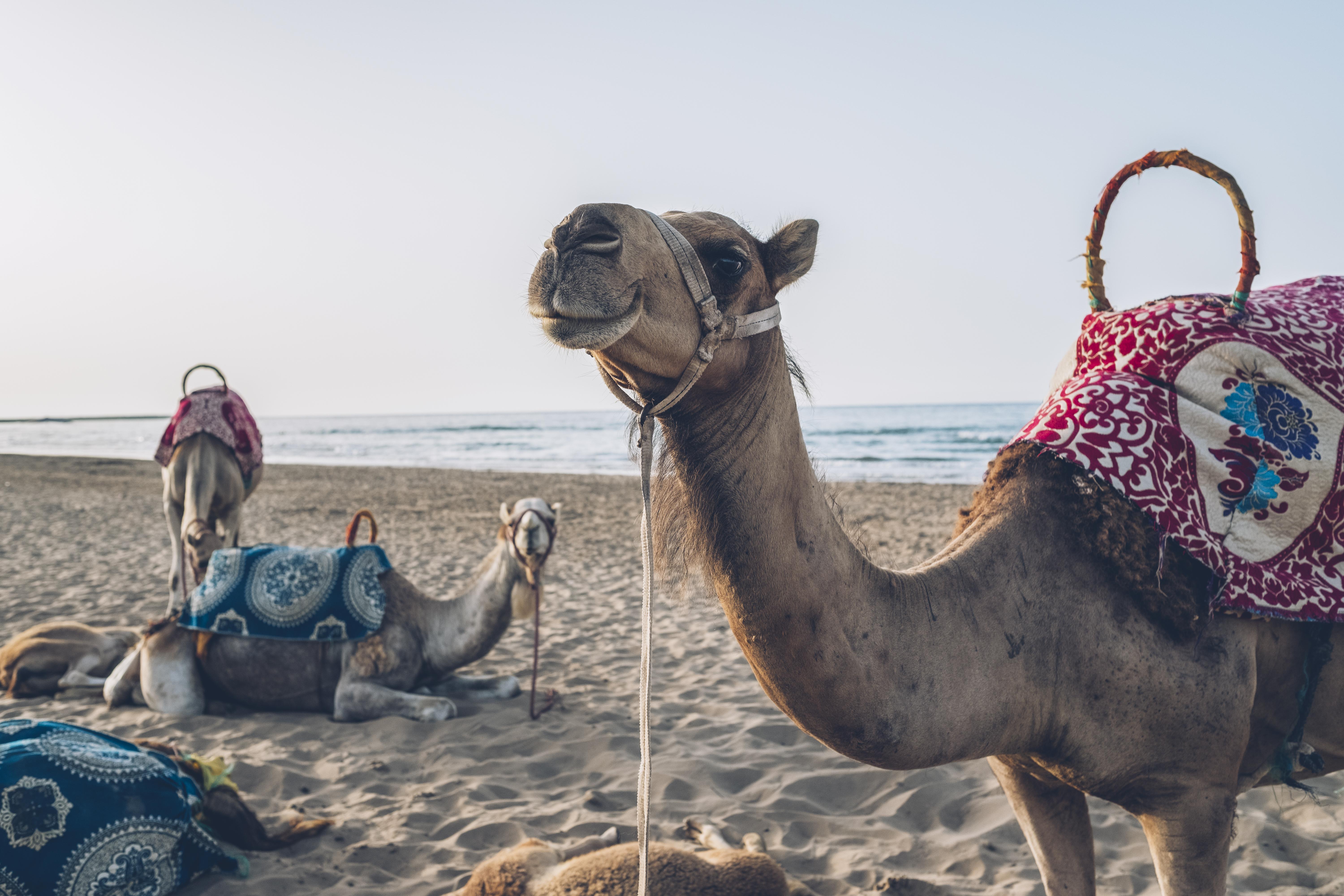 伊波罗之星度假酒店 Saïdia 外观 照片 Arabian camels on the beach in Agadir, Morocco